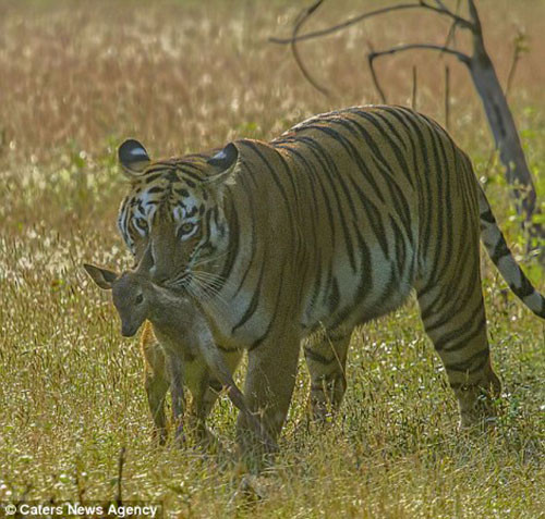 Dişi kaplan küçük geyiği yavrusu sandı - Resim: 4