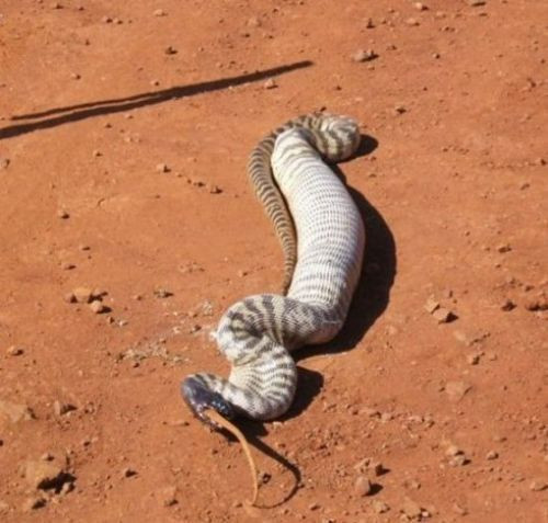 Yılan'ın ziyafet anı - Resim: 2