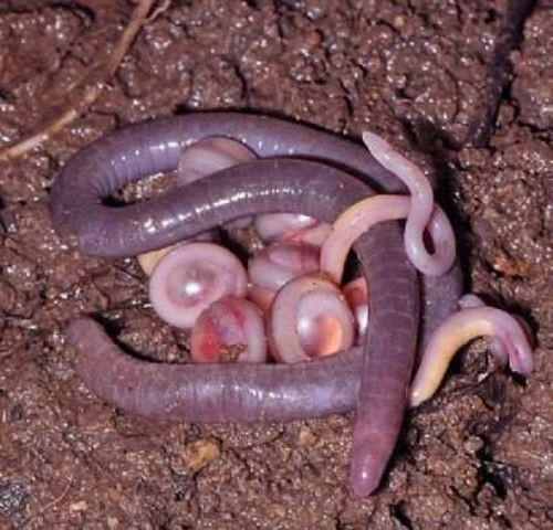 Korkudan kimse yaklaşamadı! - Resim: 1