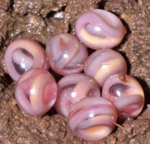 Korkudan kimse yaklaşamadı! - Resim: 4