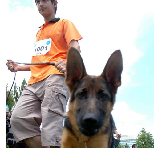 Başkentte Alman çoban köpekleri yarıştı - Resim: 4