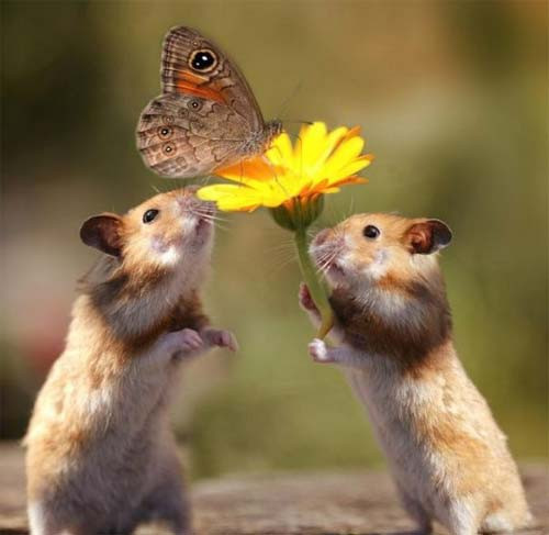 Muhteşem hayvanlar - Resim: 3