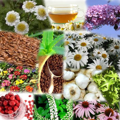 Dünyanın en faydalı 12 bitkisi - Resim: 1