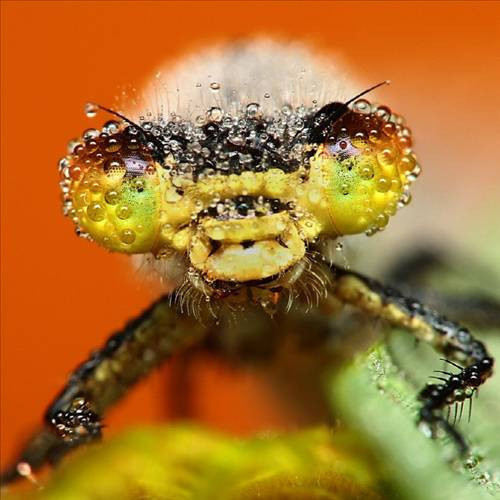 Çiğlerle böceklerin buluşması... - Resim: 2