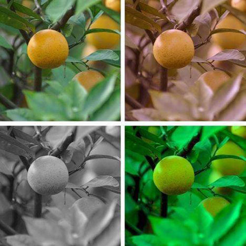 Hayvanların gözüyle dünya - Resim: 4