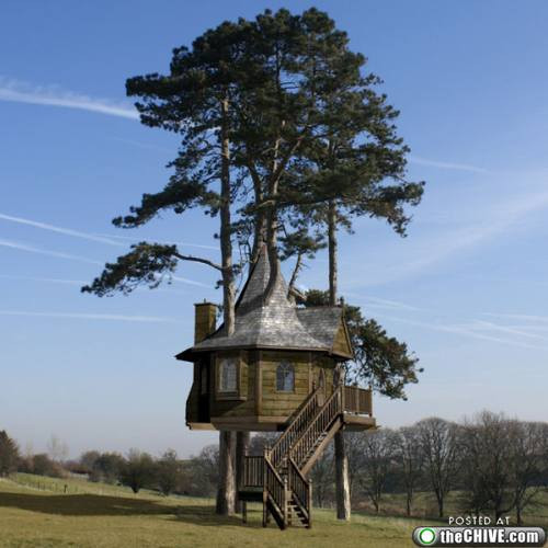 Bu ağaç evlere inanamayacaksınız! - Resim: 1