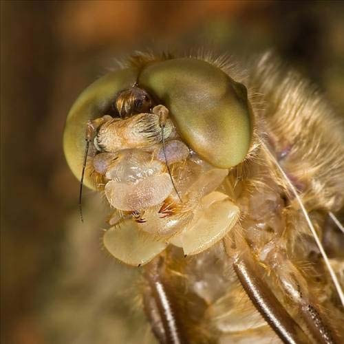 Sen hiç yusufçuk gördün mü? - Resim: 1