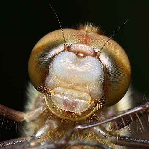 Sen hiç yusufçuk gördün mü? - Resim: 2