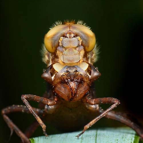 Sen hiç yusufçuk gördün mü? - Resim: 3