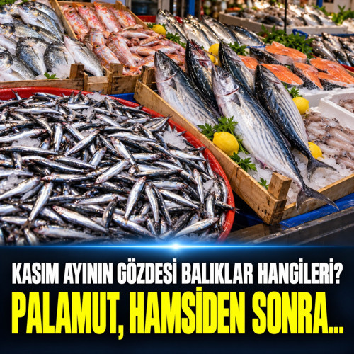 Kasım ayının gözdesi balıklar hangileri? Palamut, hamsiden sonra...