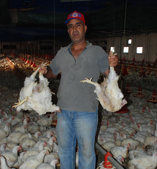 Sıcaklar üç bin pilici telef etti - Resim: 4