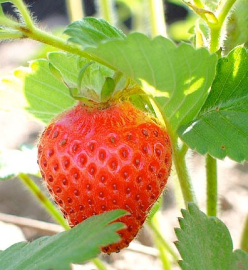 İşte çileğin hiç duymadığınız mucizeleri! - Resim: 3