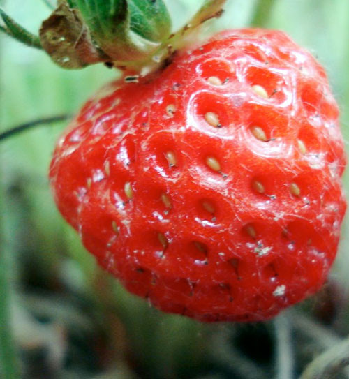 İşte çileğin hiç duymadığınız mucizeleri! - Resim: 4