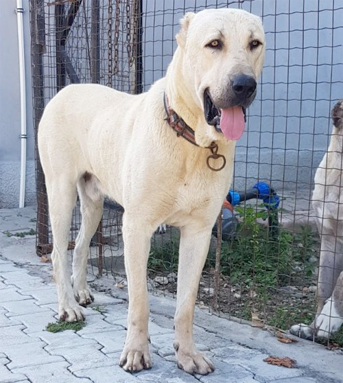 Bu kangal köpeğini bulana Antalya’da bir hafta tatil para ve...  - Resim: 1