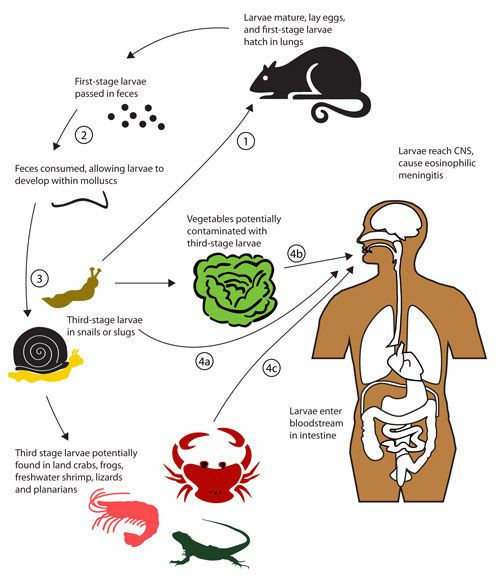 Koronavirüsten sonra Hantavirüs paniği hantavirüs nereden bulaşıyor - Resim: 3