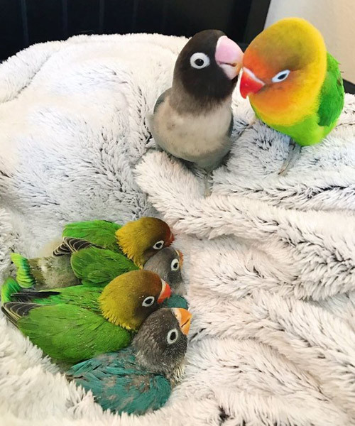 Sosyal medyanın yeni fenomenleri aşık papağanlar Kiwi ve Siouxsie! - Resim: 3