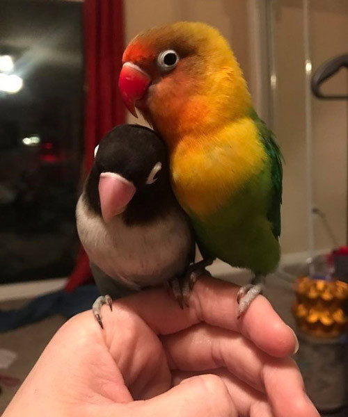 Sosyal medyanın yeni fenomenleri aşık papağanlar Kiwi ve Siouxsie! - Resim: 4