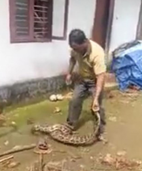 Tavuklarını yiyen pitonu iş üstü yakaladı intikamı acı oldu! - Resim: 1