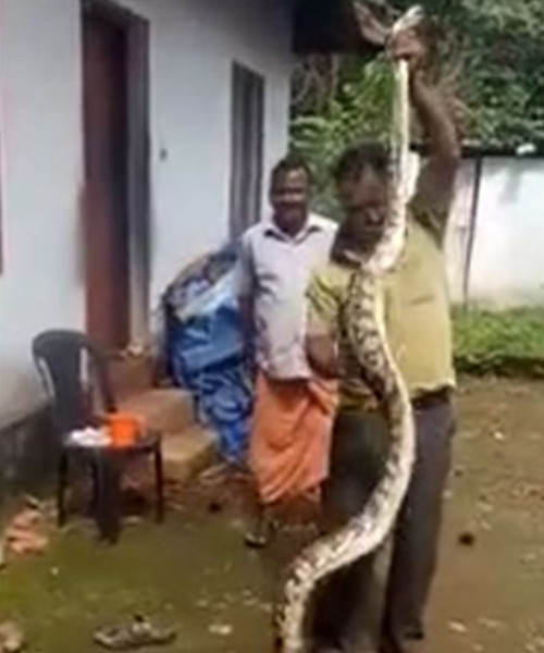 Tavuklarını yiyen pitonu iş üstü yakaladı intikamı acı oldu! - Resim: 2