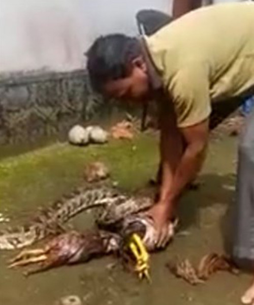 Tavuklarını yiyen pitonu iş üstü yakaladı intikamı acı oldu! - Resim: 3