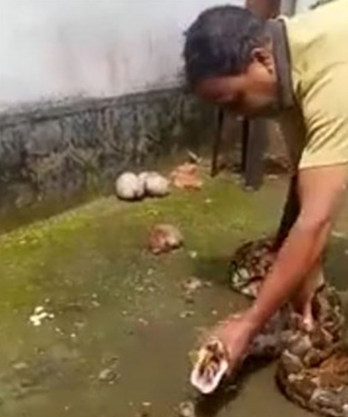 Tavuklarını yiyen pitonu iş üstü yakaladı intikamı acı oldu! - Resim: 4