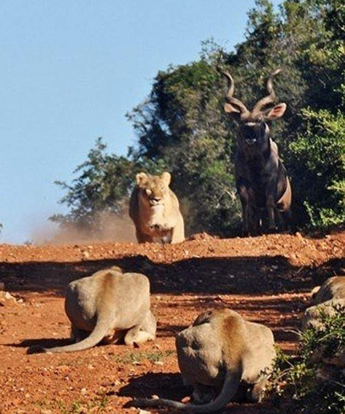 Aslan antilobu tam ham yapacakken neye uğradığını şaşırdı! - Resim: 2