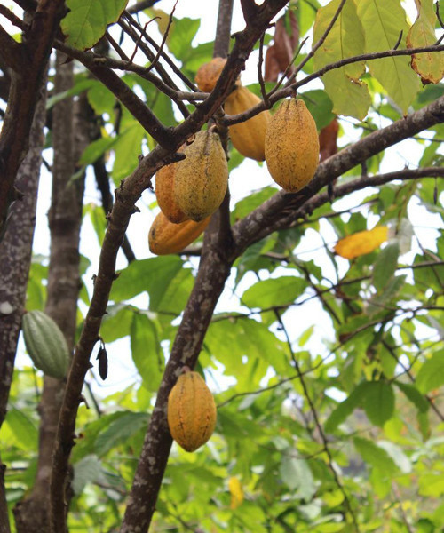 Her gün afiyetle tüketiyoruz! Bakın nasıl üretiliyormuş... - Resim: 2