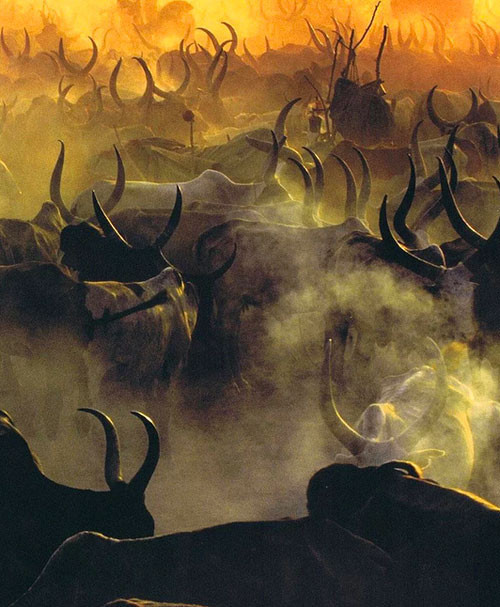 İnek idrarı ile her gün duş alıyorlar! Geleneğe bakın - Resim: 2