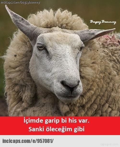 En komik kurban bayramı capsleri krize gireceksiniz - Resim: 1