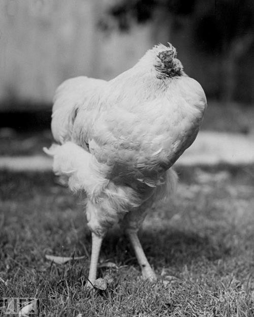 Kafası olmadan 18 ay yaşayan tavuk - Resim: 4