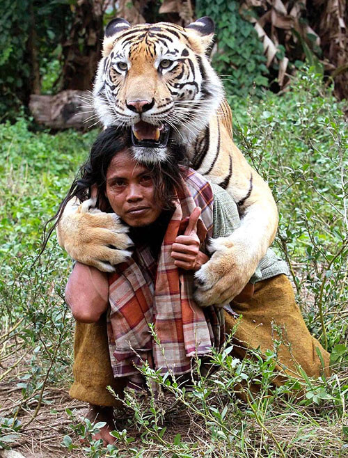 Kaplanın sevgisi böyle olur - Resim: 1