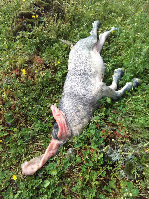Görünce korkudan dondu kaldı 'Başı yoktu ama...' - Resim: 3