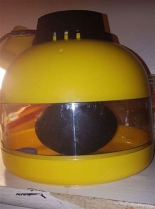 Aldığı süs yumurtasından çıktı! Gözlerine inanamadı - Resim: 3