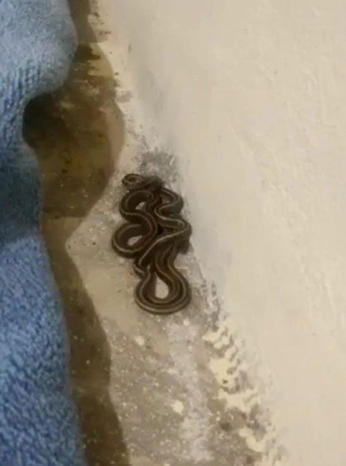 Hakkari'de yılan evi! Her yerden çıkıyor ailenin gözüne uyku girmiyor evin hanımının sözleri ürküttü - Resim: 4