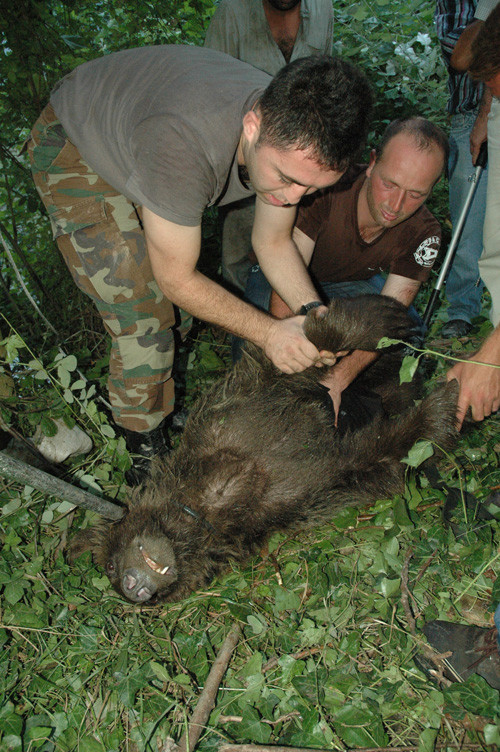 Sakarya'da ayı kurtarma operasyonu - Resim: 1