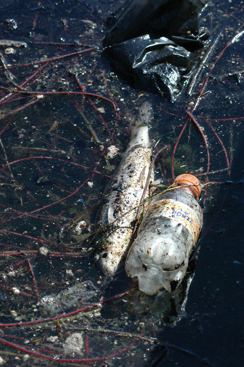 Seyhan Nehri'nde balık katliamı - Resim: 1