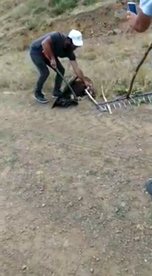 Sivas'ta 2 metrelik yılan ve dev kartalın savaşı! Son anda kurtarıldı - Resim: 1