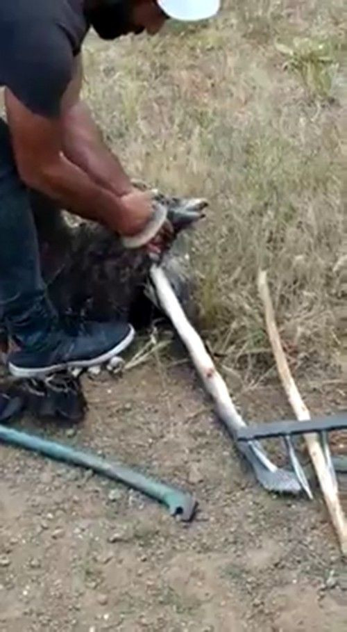 Sivas'ta 2 metrelik yılan ve dev kartalın savaşı! Son anda kurtarıldı - Resim: 2