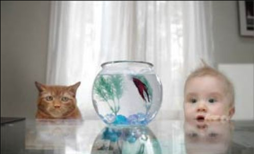 Fotoğraf çekmek yetenek ister - Resim: 2