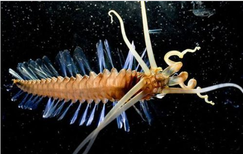 2010'un en tuhaf hayvanları!  - Resim: 1