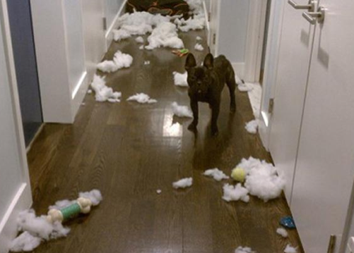 Suçüstü yakalanan hayvanların şaşkın bakışları - Resim: 4