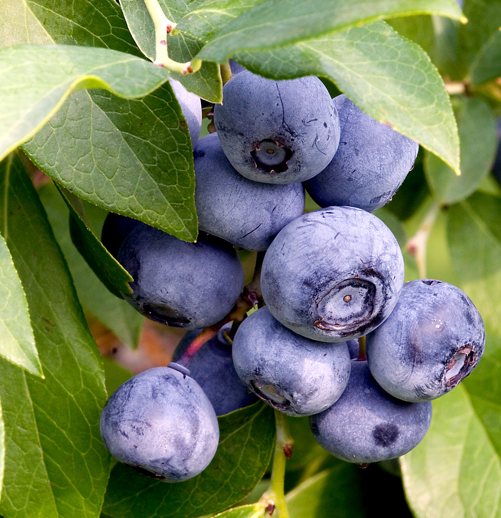 Yaban mersini hayatınızı değiştirecek - Resim: 3