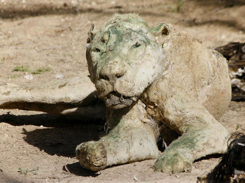 Bu hayvanat bahçesi dehşete düşürüyor - Resim: 2