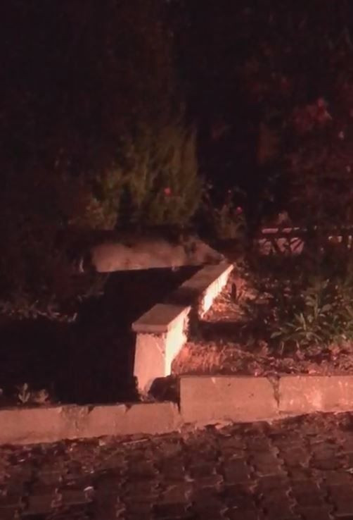 Balıkesir'de aç kalan domuzlar yazlıkçılara dadandı korku dolu anlar kamerada - Resim: 2