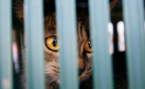 İki hayvanın ibretlik konuşması - Resim: 3