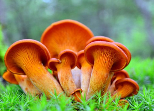 Bu mantarı koklayan anında orgazm oluyor!  - Resim: 3