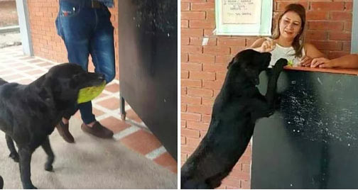 Bu köpek çok akıllı! İnsanlardan gördü alışverişi öğrendi - Resim: 1