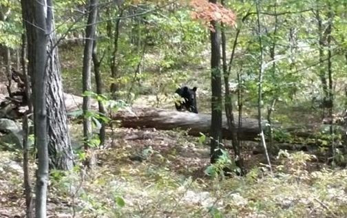 Bu sıradan fotoğrafın 1 saniye sonrası kan donduruyor - Resim: 1