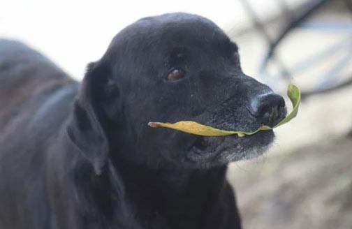 Bu köpek çok akıllı! İnsanlardan gördü alışverişi öğrendi - Resim: 2