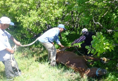 400 yıllık vahşi gelenek! - Resim: 4